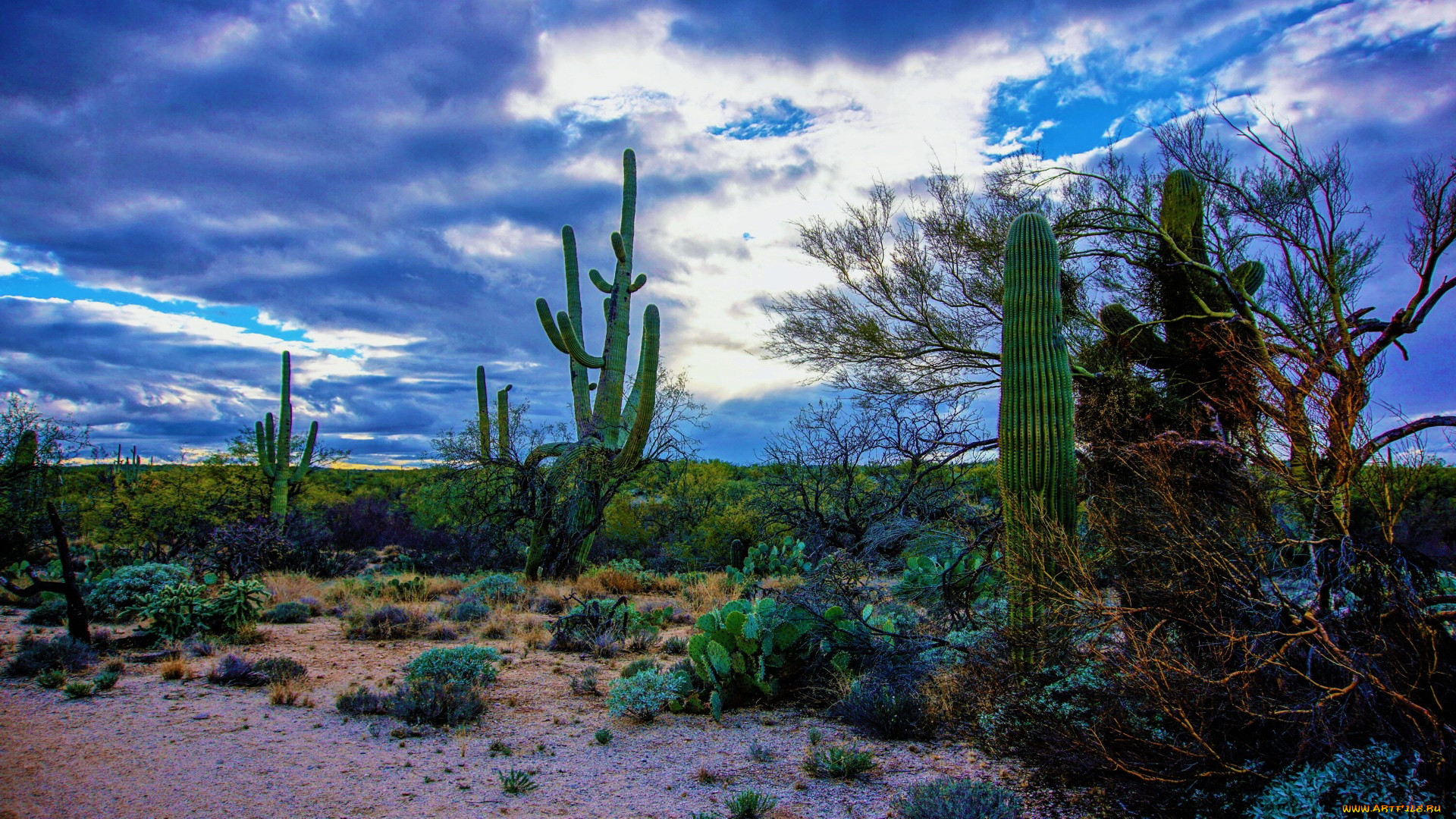saguaro national park, tucson, arizona, , , saguaro, national, park